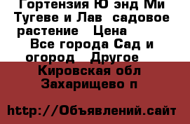 Гортензия Ю энд Ми Тугеве и Лав, садовое растение › Цена ­ 550 - Все города Сад и огород » Другое   . Кировская обл.,Захарищево п.